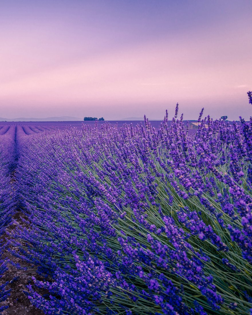 Rangs de lavande au crépuscule