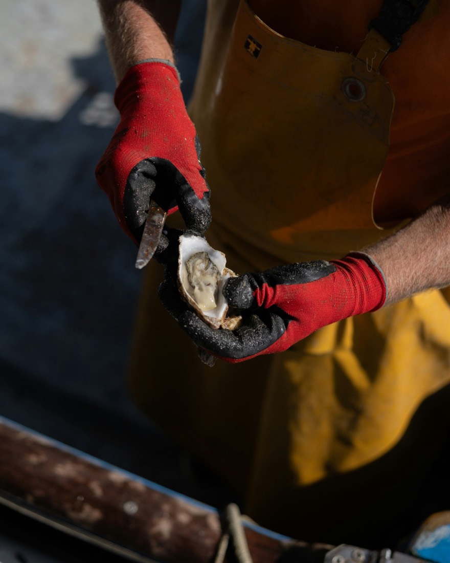 Un ostricultor con guantes rojos y delantal amarillo abre una ostra fresca con un cuchillo